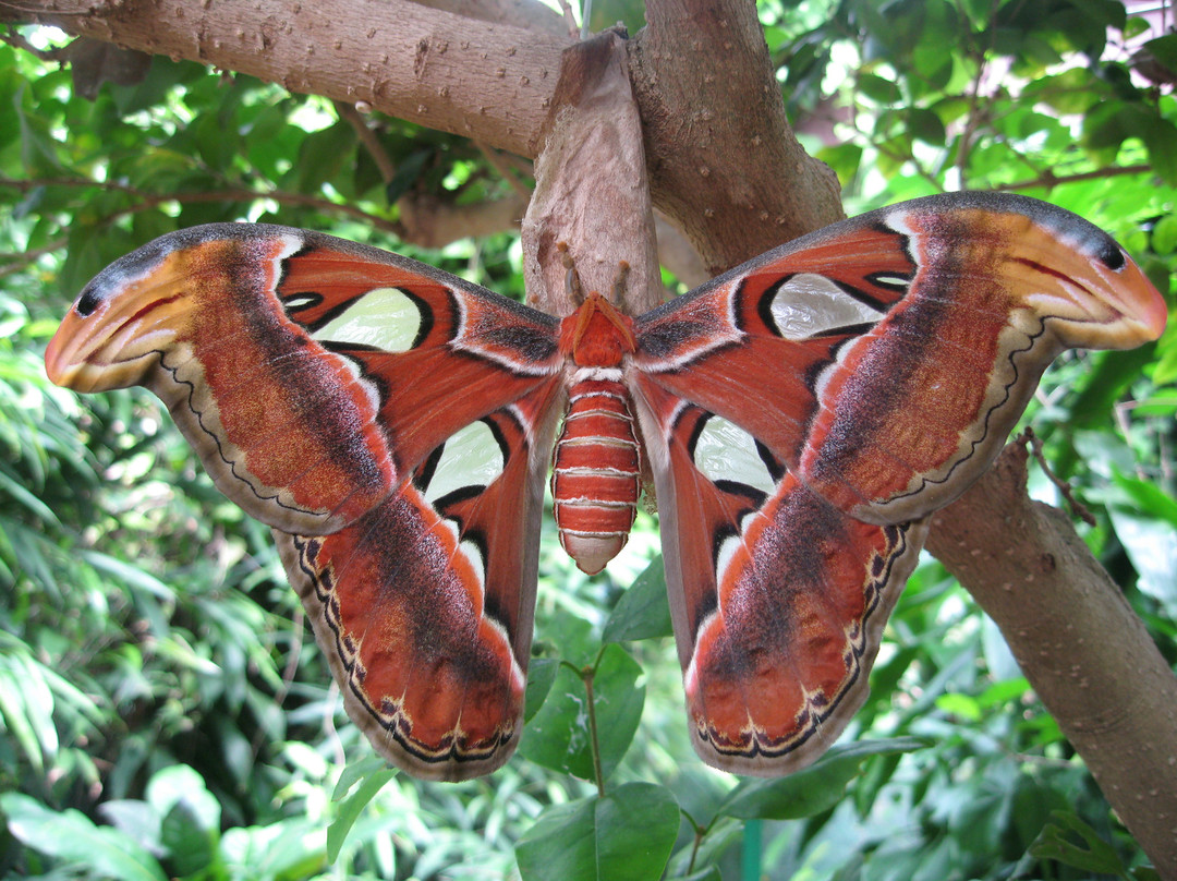 Victoria Butterfly Gardens景点图片