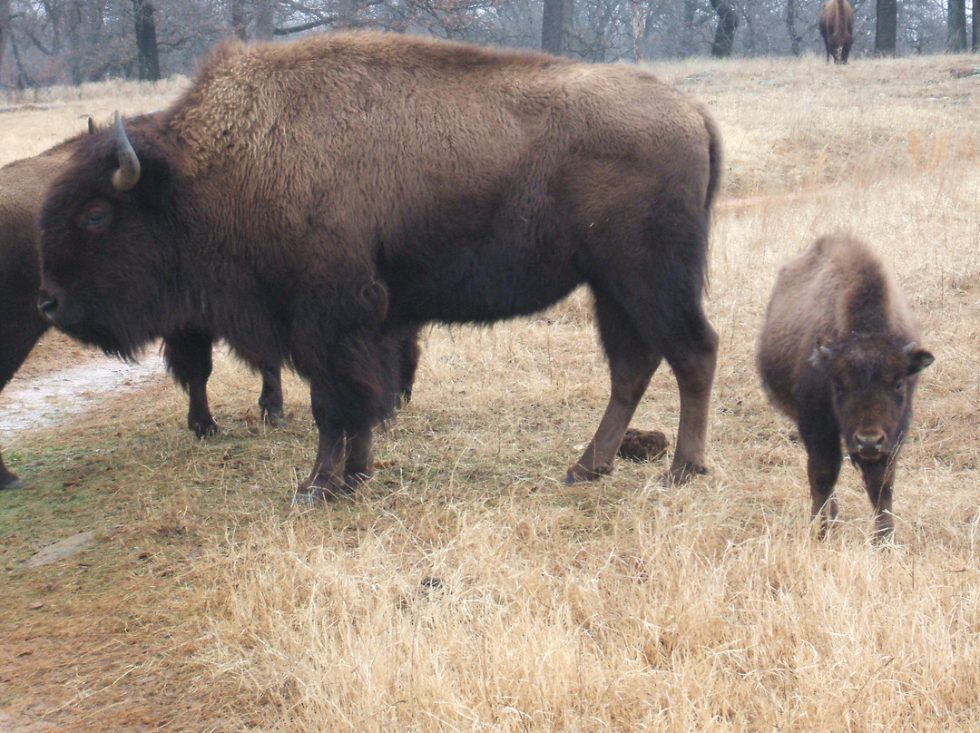 Woolaroc Museum & Wildlife Preserve景点图片