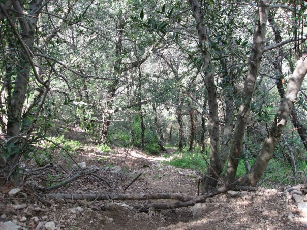 Mount Lowe Railway trail景点图片