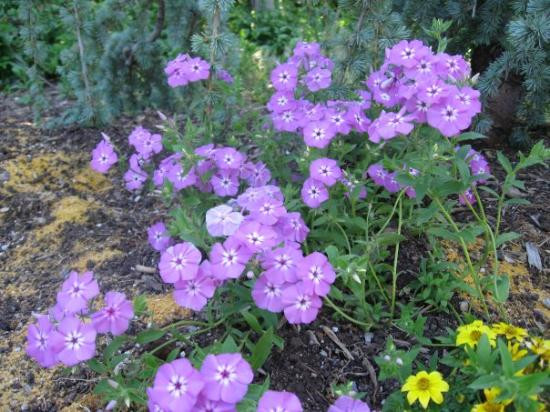 Red Butte Garden-盐湖城必去景点