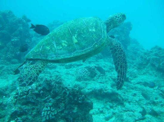 暗礁海盗潜水-火奴鲁鲁必去景点