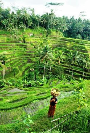 Bali Kadek - Private Tour Driver-巴厘岛必去景点