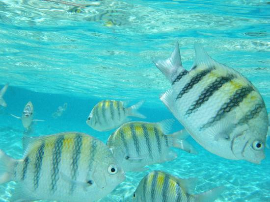 Paradise Island & The Mangroves (Cayo Arena)-Punta Rucia必去景点