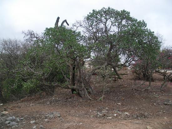 纳比耶亚布墓-null必去景点