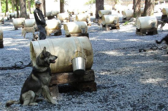 Seavey's IdidaRide Sled Dog Tours-苏厄德必去景点