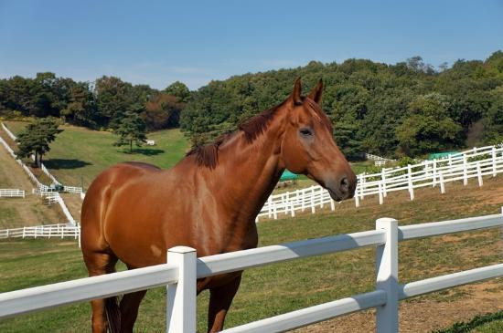 Wondang Jongma Mokjang-高阳市必去景点