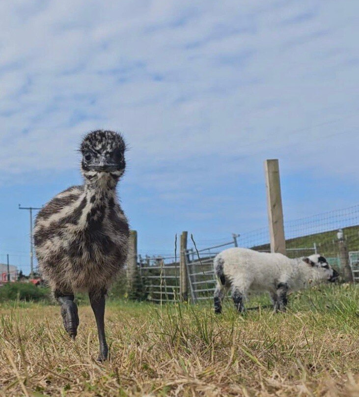 Affrigate Alpacas - Orkney景点图片