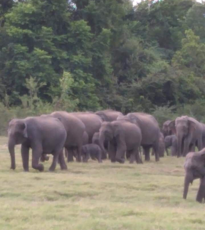 Minneriya Gajaga Safari