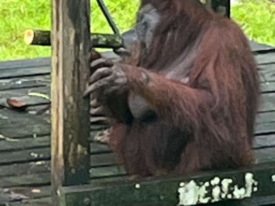 The Great Orangutan Project-古晋必去景点