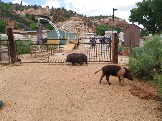 Best Friends Animal Sanctuary-卡纳布必去景点