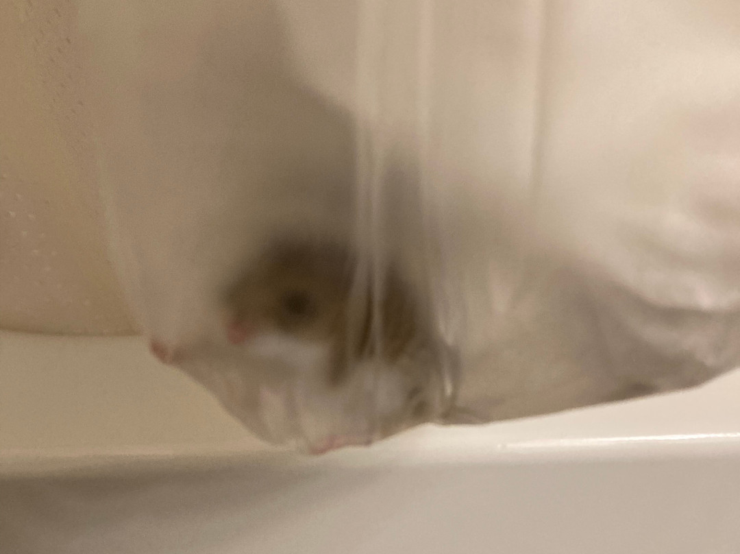 Rocky Mountain Ski Lodge主图