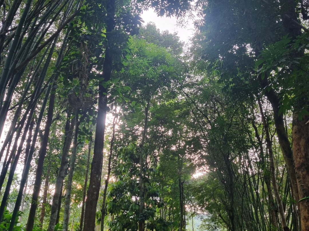 Adrak Mountain Mist Forest Resort主图