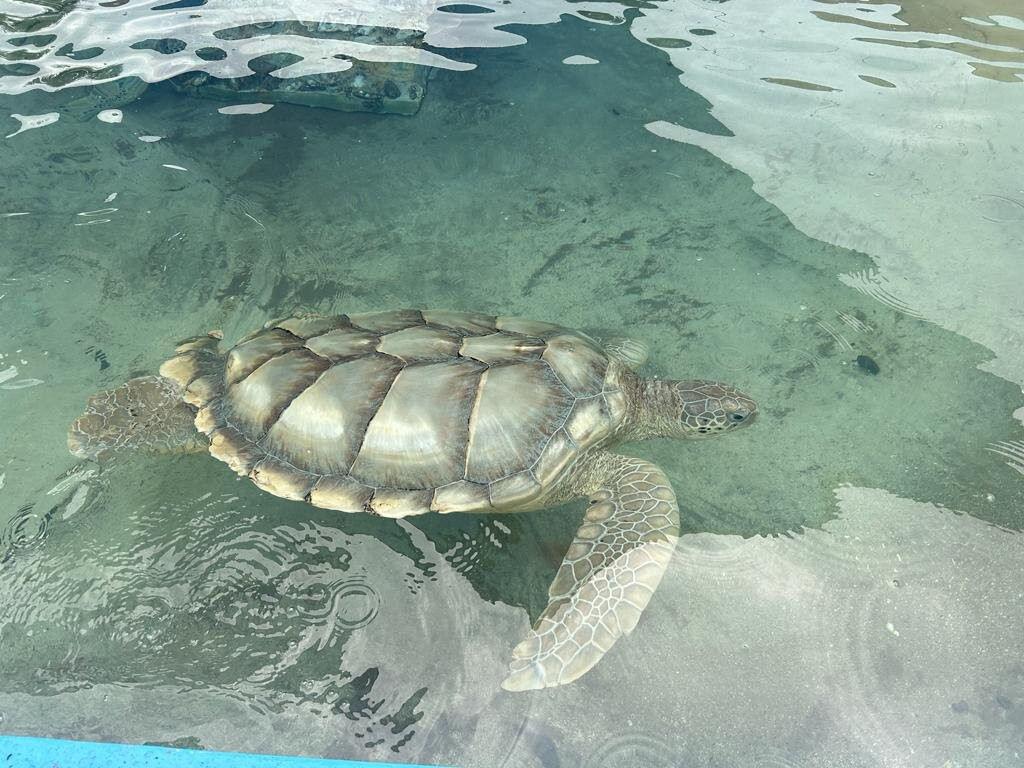 Cayman Turtle Centre: Island Wildlife Encounter景点图片