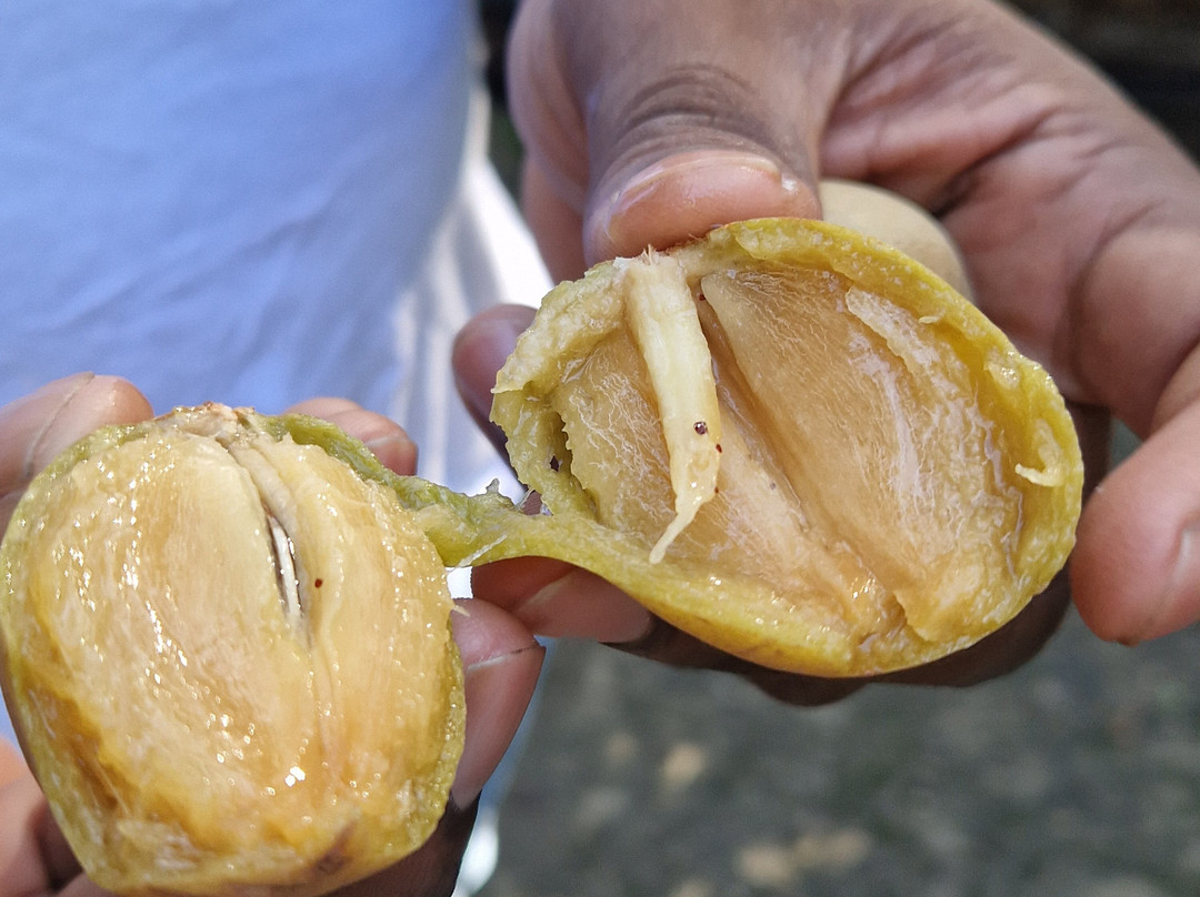 Finesse Vacations Jamaica-蒙特戈贝必去景点