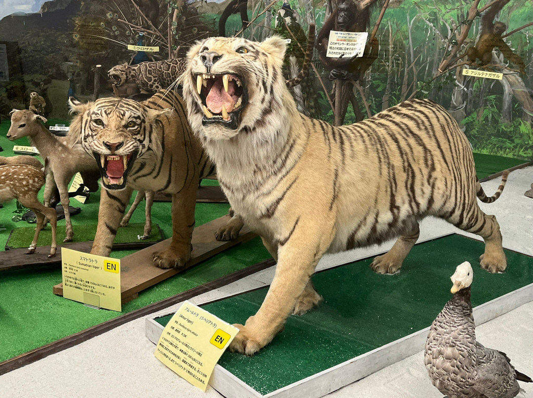 Tsuyama Nature & Mystery Museum-津山市必去景点