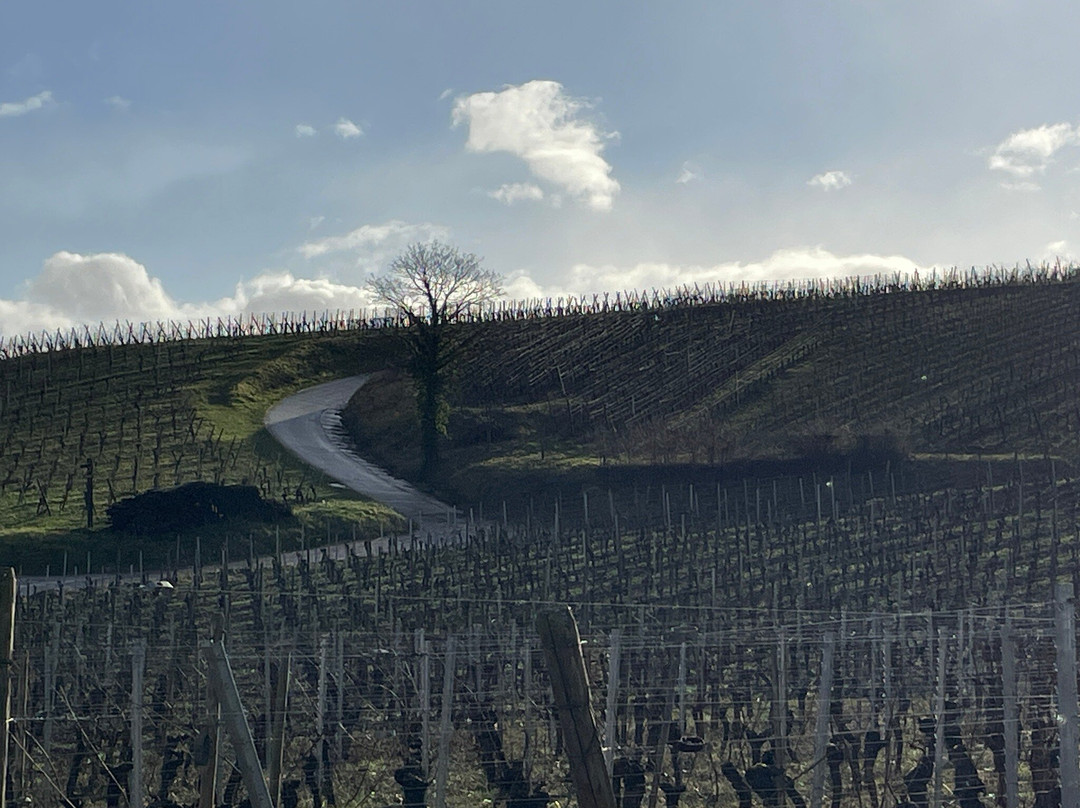 Route des Vins d'Alsace景点图片
