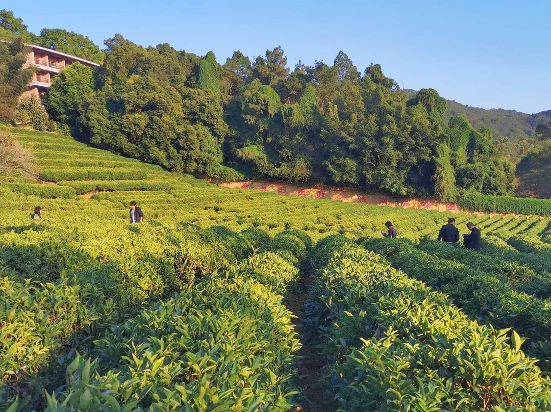 雁南飞茶田-梅州市必去景点