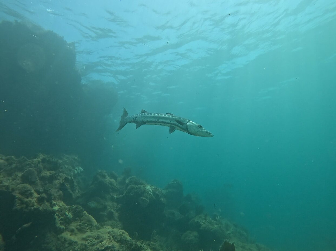 PR Dive-Bayamon必去景点