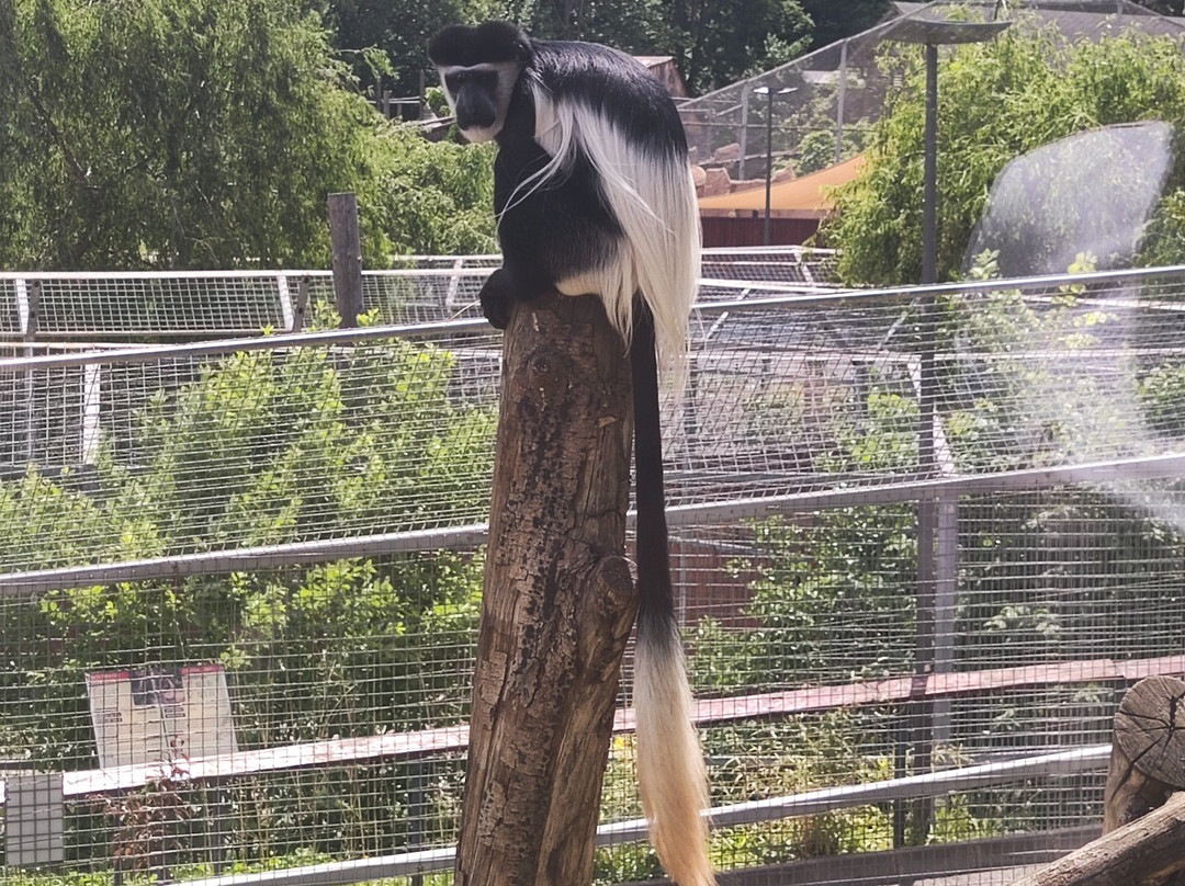 Zoo Brasov景点图片