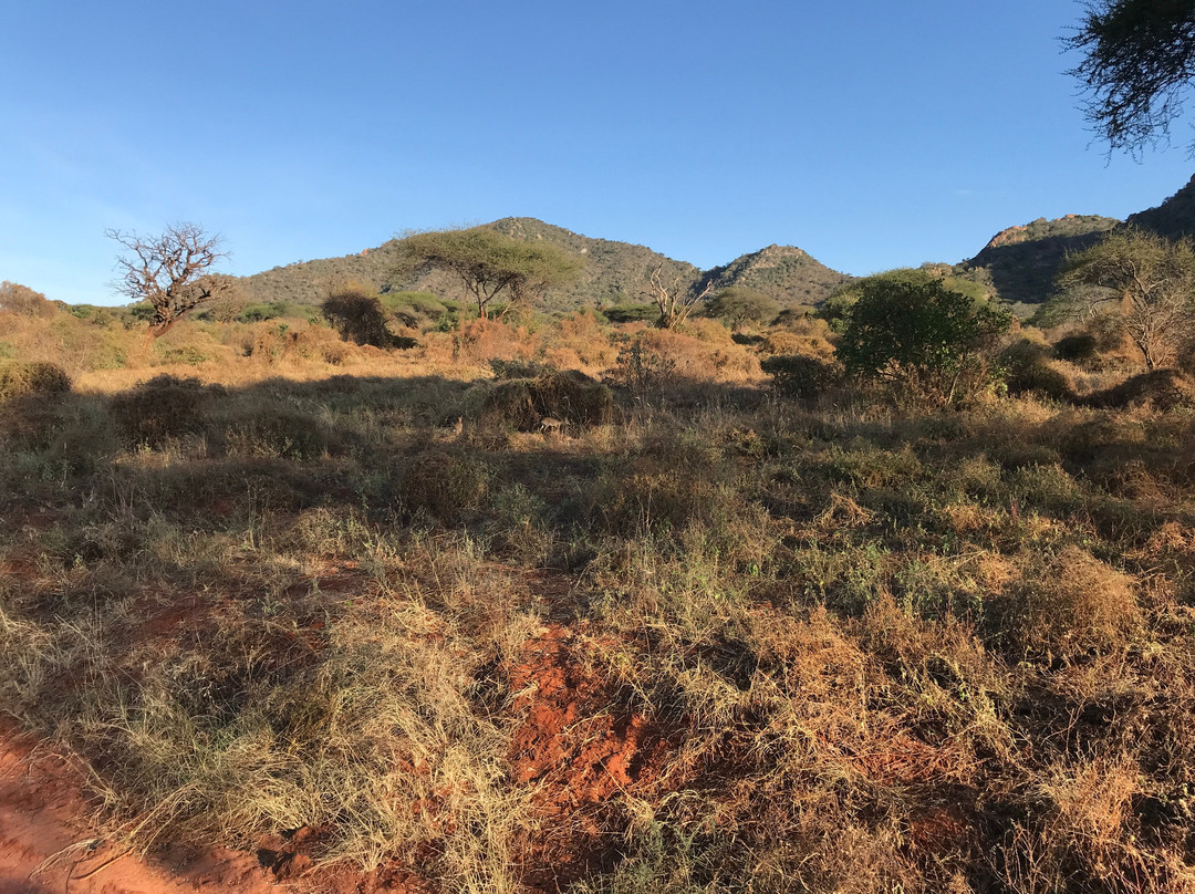 Tsavo National Park West景点图片