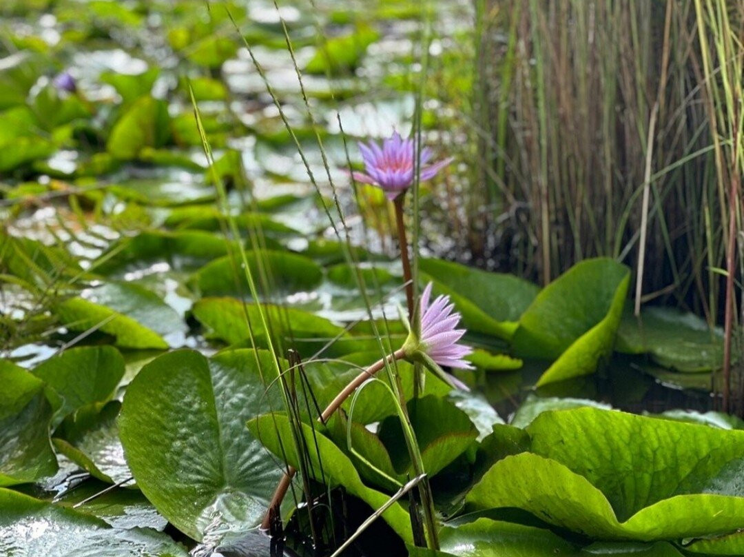 Mabamba Swamp Shoebills Watching