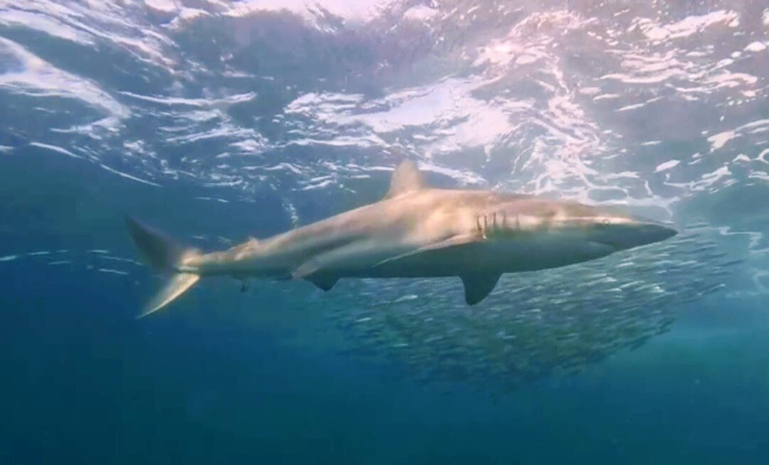 Scubaco Diving & Travel-Umkomaas必去景点