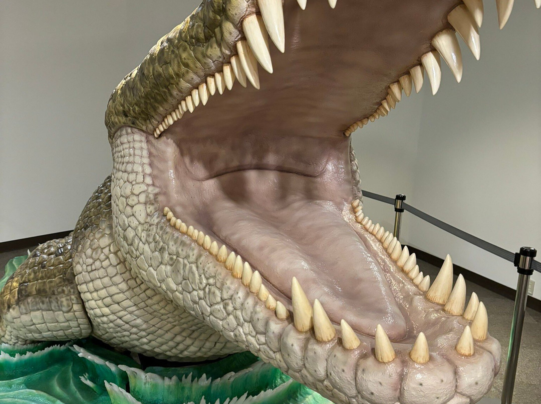 北海道大学博物馆-札幌市必去景点