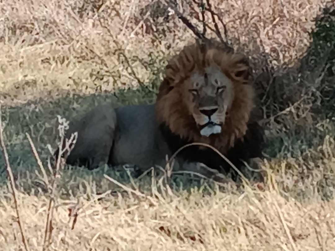 Mosu Safari Tours景点图片