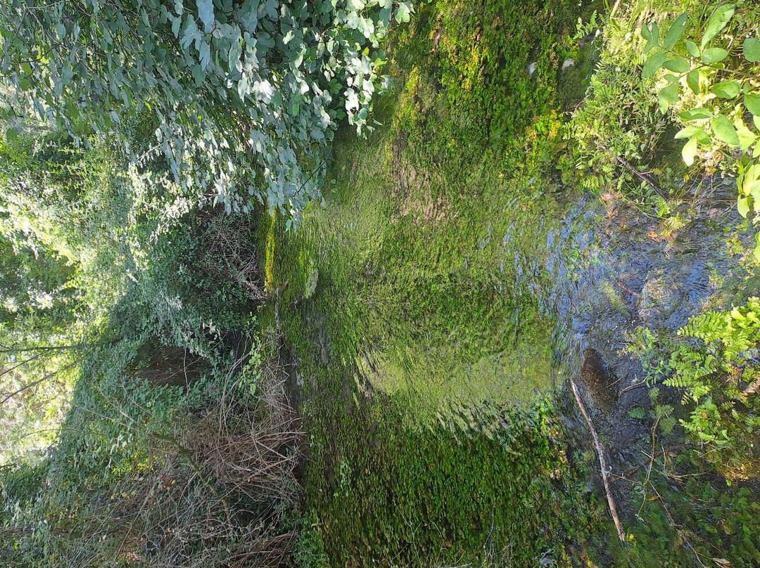 Oasi WWF Sorgenti del Cavuto景点图片