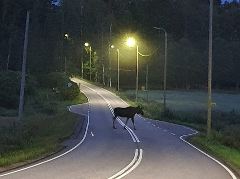 Moose Safari-赫尔辛基必去景点