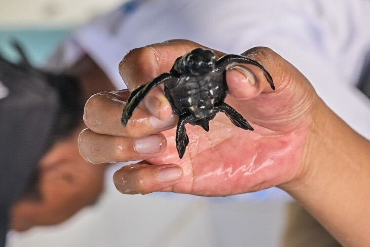 Saba Asri Turtles Conservation景点图片