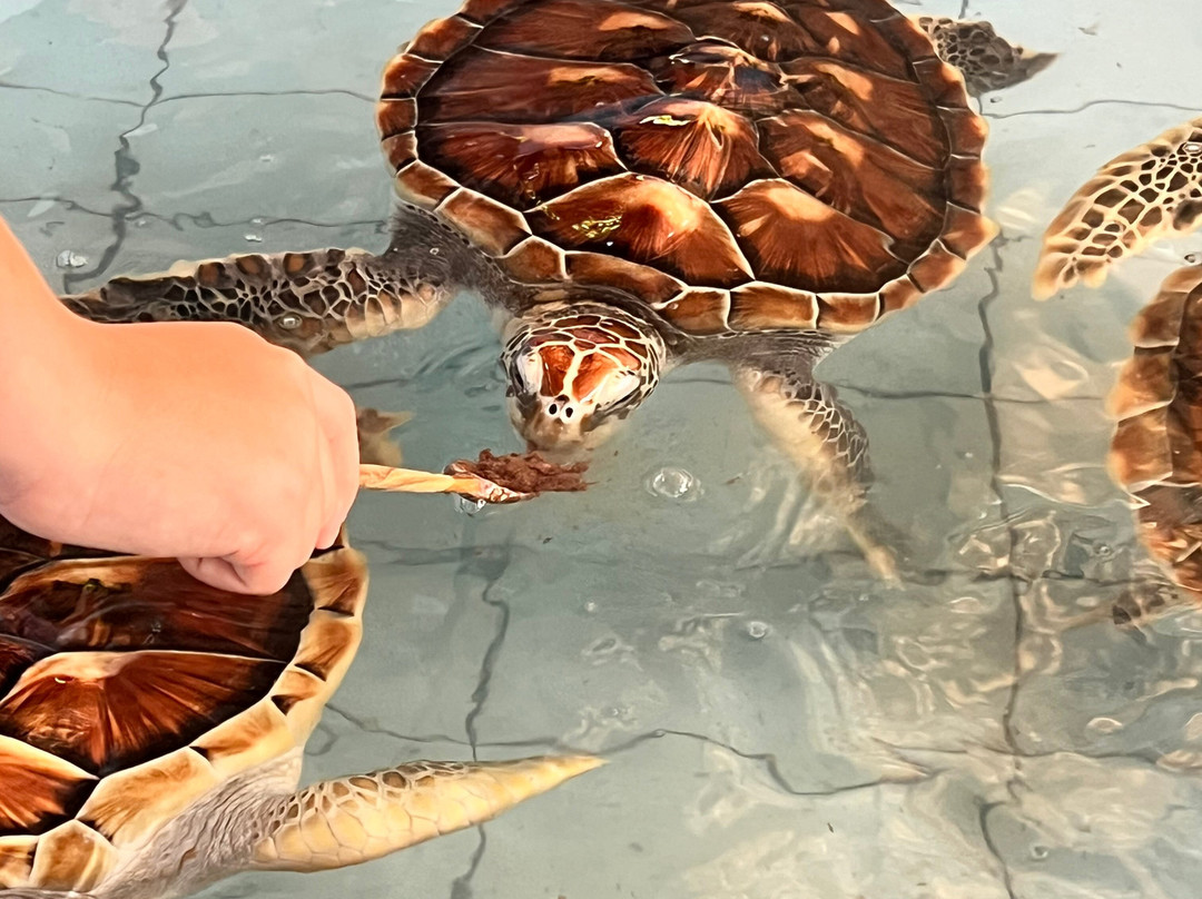Sea Turtle Village (hyatt Regency)