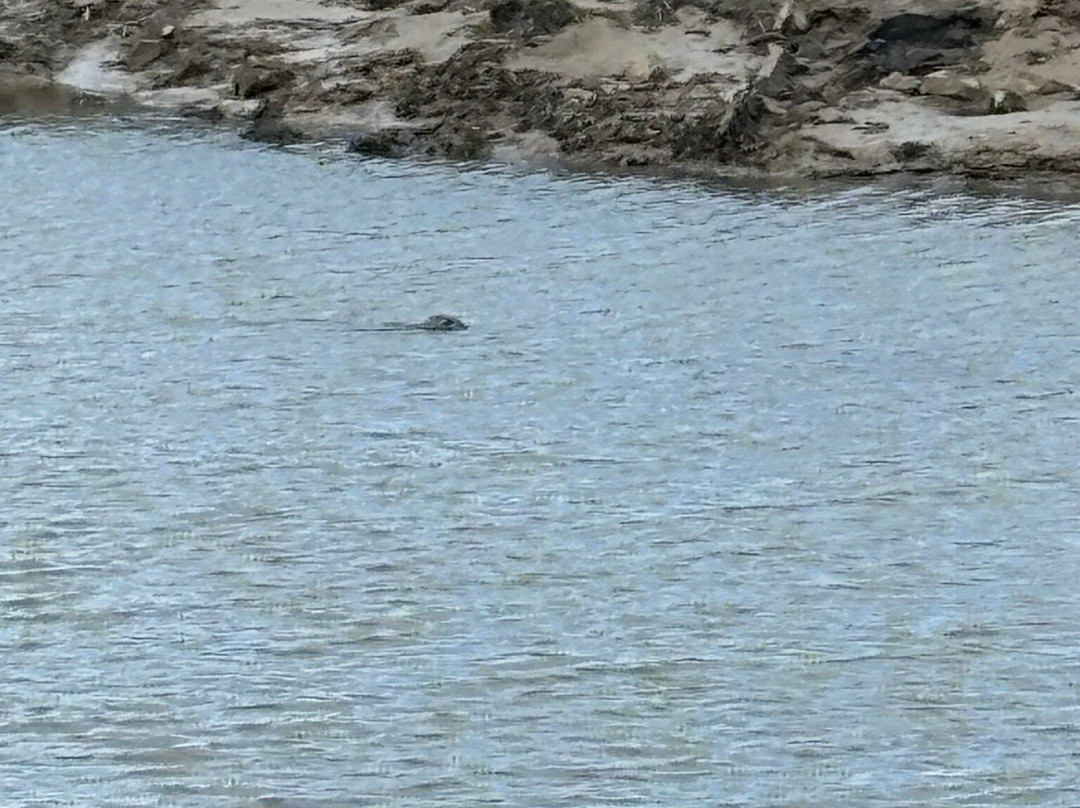 Seal Sands Nature Reserve景点图片