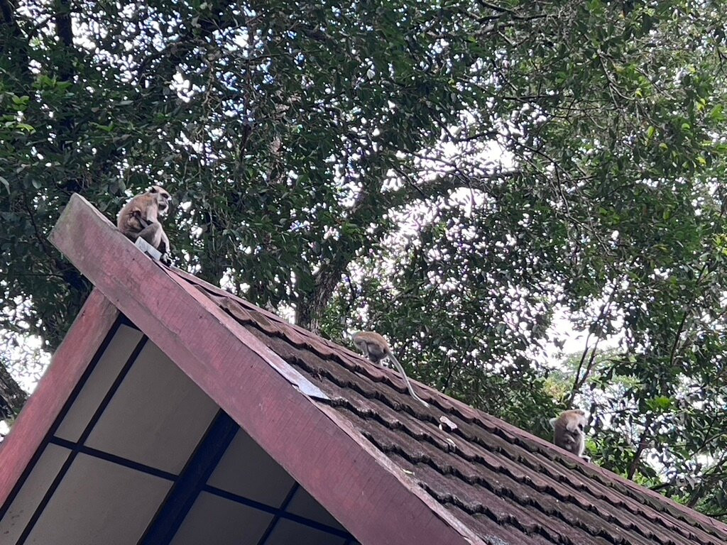 塔曼尼加拉珍珠酒店主图