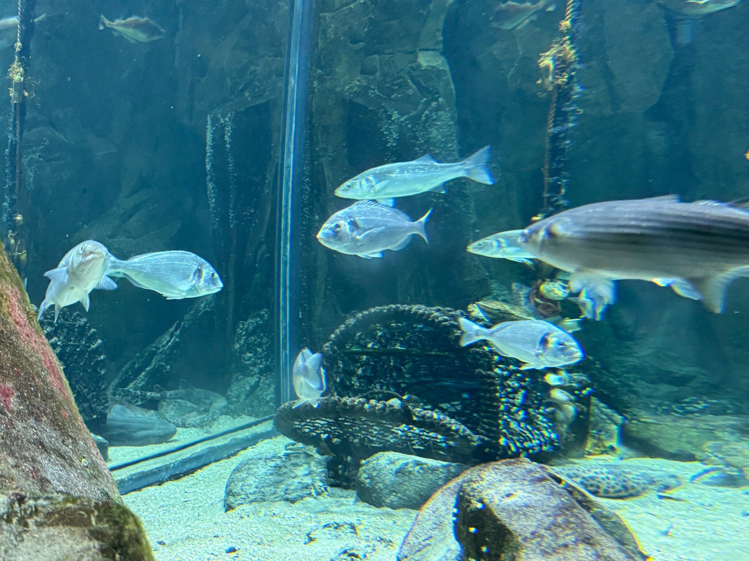 NAVIGO - National Fisheries Museum-东代恩凯尔克必去景点