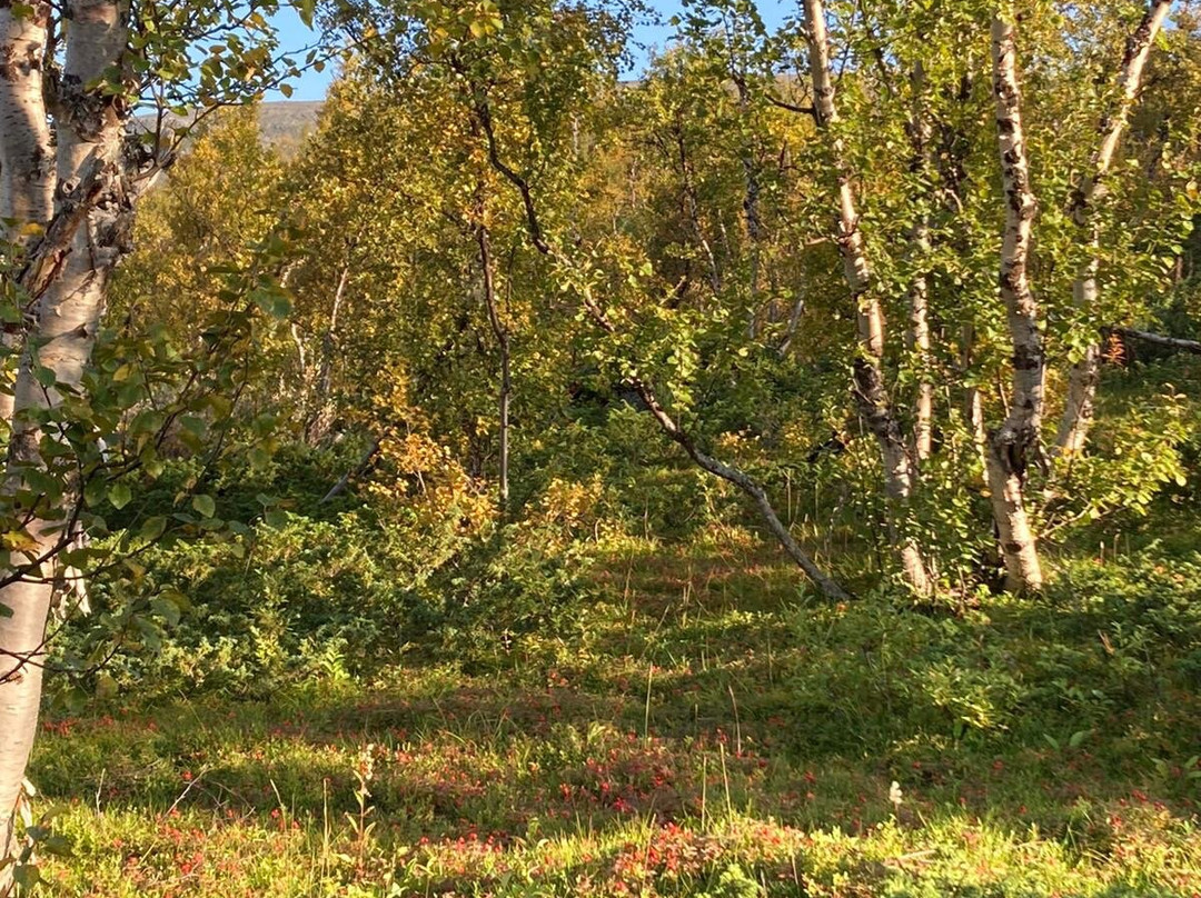 Kiruna in Swedish Lapland-基律纳必去景点