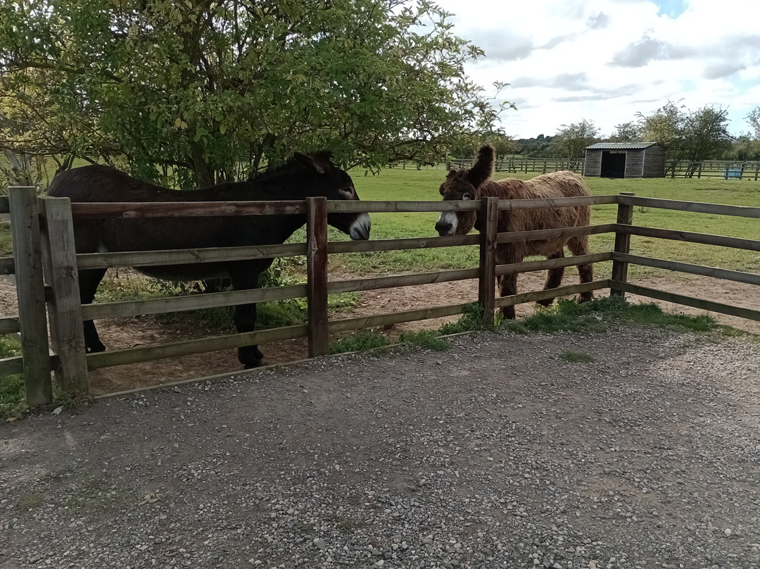 Radcliffe Donkey Sanctuary景点图片