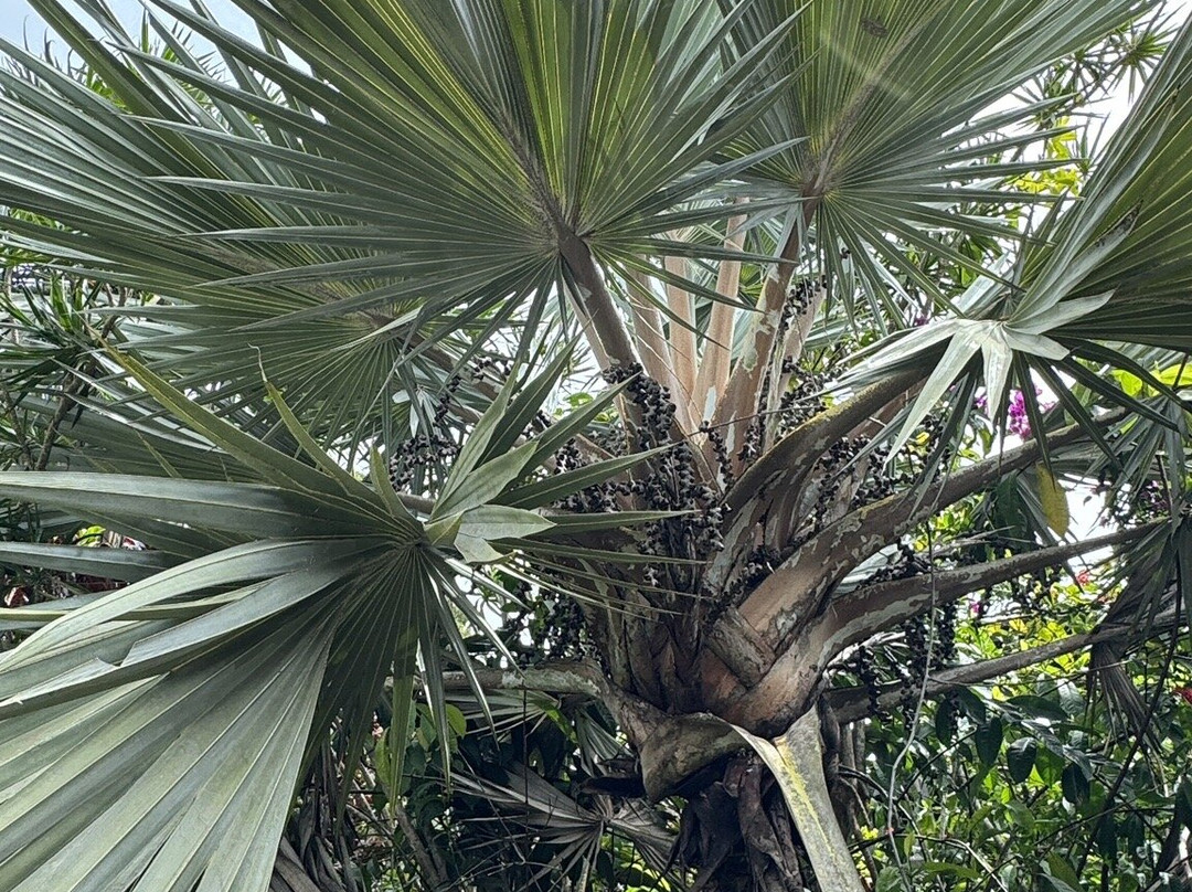 Flora Tropica Gardens-萨武萨武必去景点