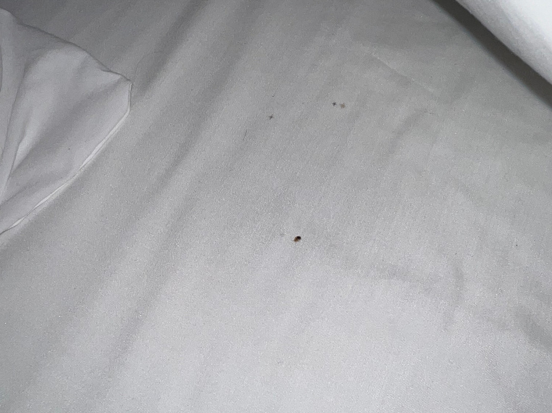 芝加哥北岸假日酒店主图