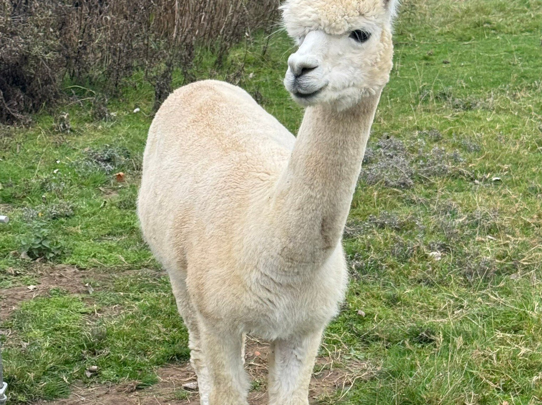 Butterwick Alpaca Retreat and Trekking景点图片