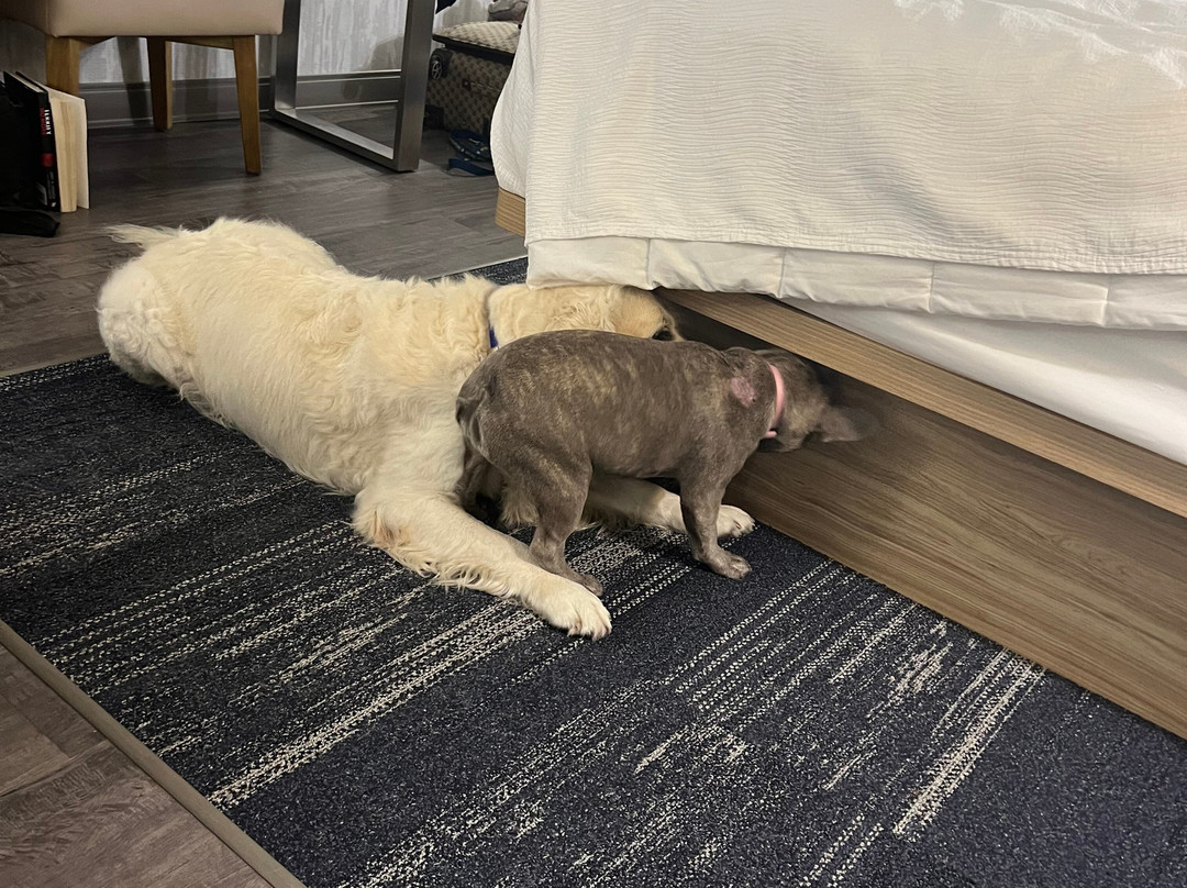 Best Western Plus Winter Haven Inn & Suites主图