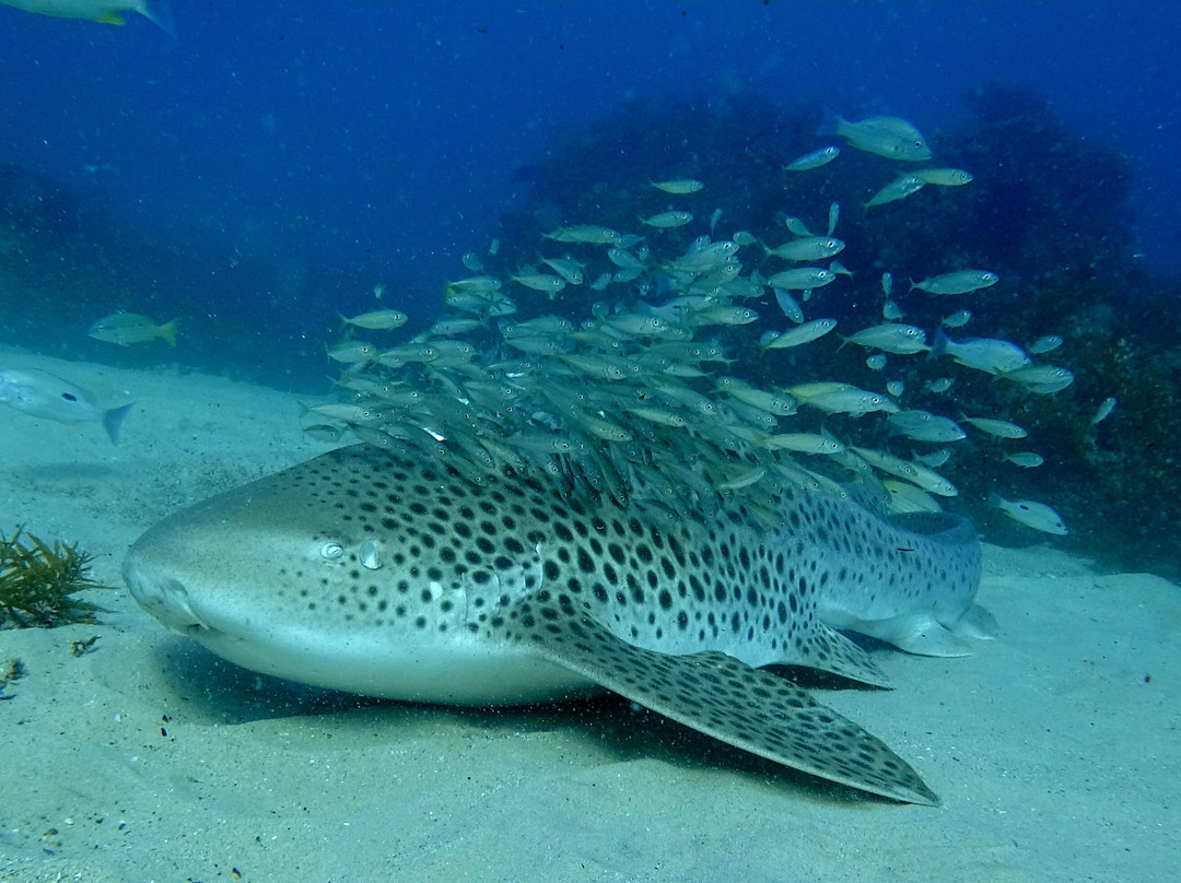 Rick's Dive School-希望岛必去景点