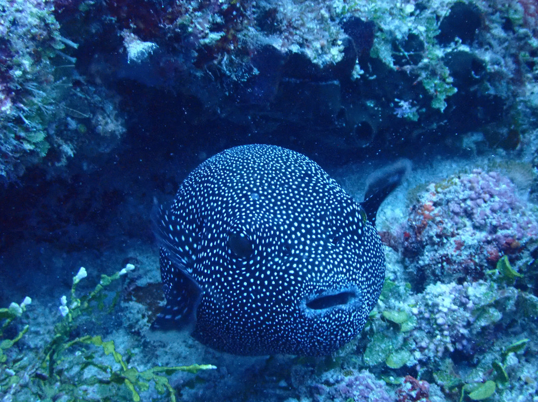 Pole Pole Divers Diving Center-江比阿尼必去景点