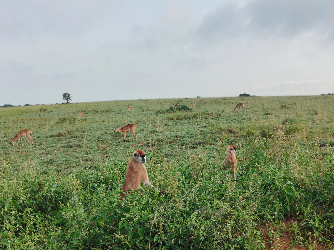 Jambo Eco Tours & Safaris-坎帕拉必去景点