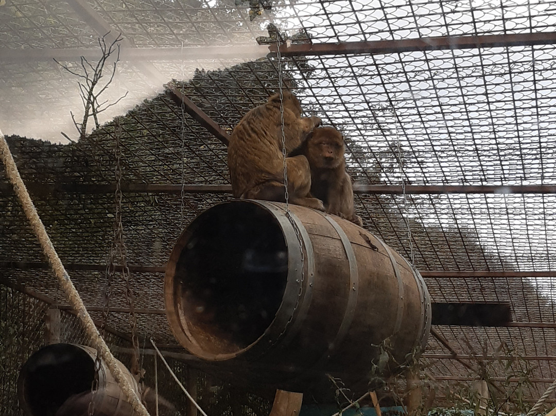 Parc Animalier De Casteil景点图片