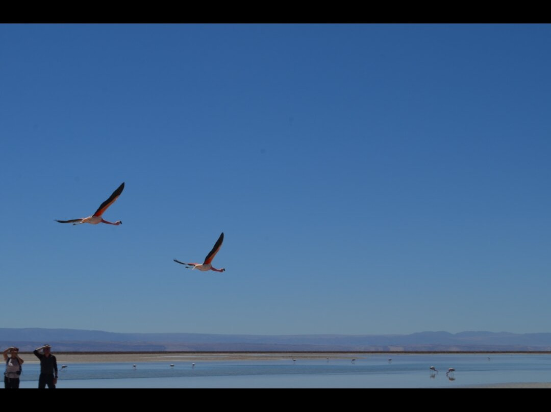 Lagunas Altiplanicas-圣佩德罗-德阿塔卡马必去景点