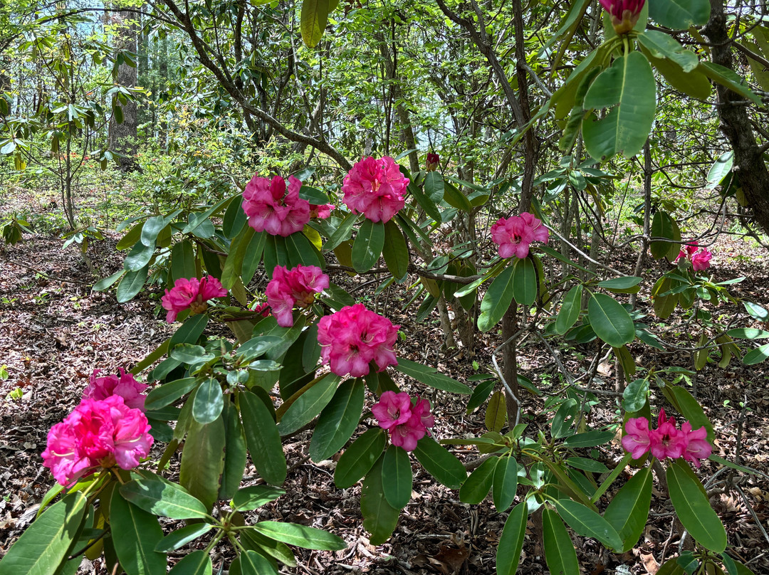 Hamilton Rhododendron Gardens-Hiawassee必去景点