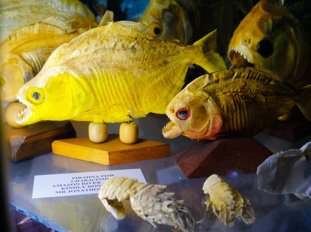 Griffiths' Sea Shell Museum & Marine Display景点图片