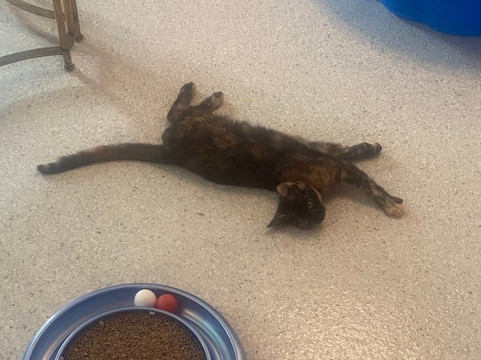 Purr & Pour Cat Cafe-乔治敦必去景点