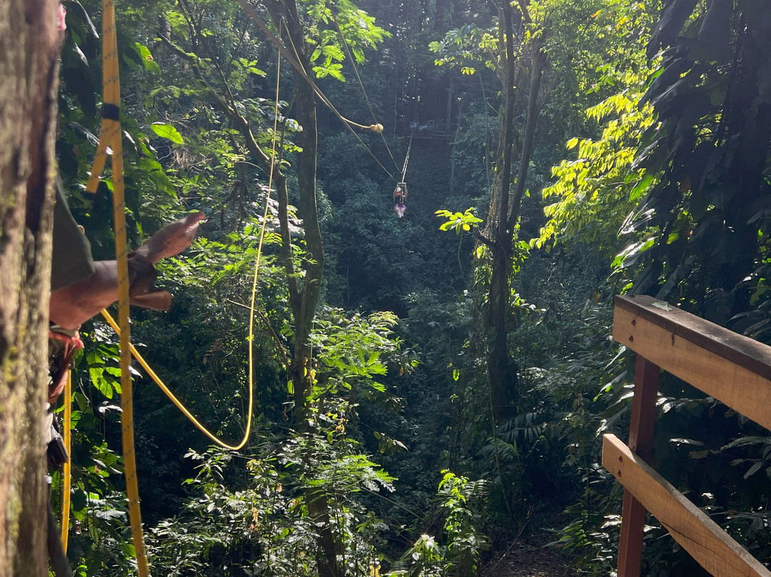 The Jungle Breeze景点图片